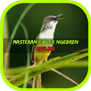 Masteran Ciblek Ngebren Terbaru Offline APK