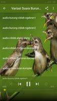 Masteran Ciblek Ngebren تصوير الشاشة 3