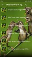 Masteran Ciblek Ngebren تصوير الشاشة 1