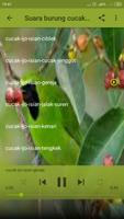 Masteran Cucak Ijo Gacor Screenshot 3