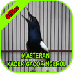 Masteran Kacer Gacor Ngerol