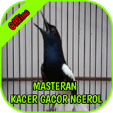 Masteran Kacer Gacor Ngerol icon