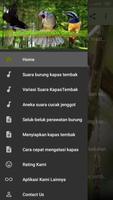 Masteran Kapas Tembak الملصق