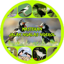 Masteran Jalak Ngalas Ngerol APK