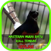 Masteran Murai Batu Ngerol