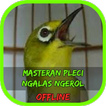 Masteran Pleci Ngalas Ngerol