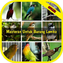 Masteran Untuk Burung Lomba APK