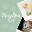 Munchkin Cat : Cat Breed icône