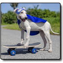 🐶Images of Dogs for WhatsApp APK