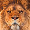 APK Lion Wallpaper
