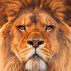 Lion Wallpaper icon