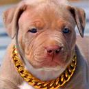 APK Pitbull Wallpaper HD