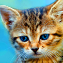 APK Cat Wallpaper HD