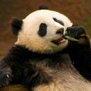 APK Cute Animal Wallpapers