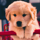 Puppy & Dog Wallpapers Offline иконка