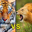 Fonds d'écran Tigre et Lion