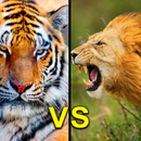 APK Tiger & Lion Wallpaper