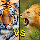 Wild Tiger & Lion Wallpapers simgesi