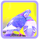 Beautiful Birds Wallpapers APK