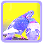 Beautiful Birds Wallpapers आइकन