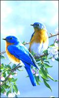 Beautiful Birds Wallpapers स्क्रीनशॉट 3