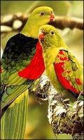 Beautiful Birds Wallpapers पोस्टर