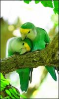 Beautiful Birds Wallpapers स्क्रीनशॉट 1
