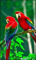 Beautiful Birds Wallpapers स्क्रीनशॉट 2