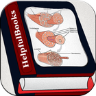 Human Muscle System 圖標