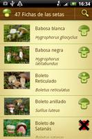 Setas Bolets - MushTool Poster