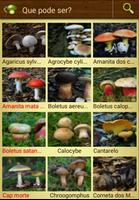 Cogumelos - Mushtool imagem de tela 2