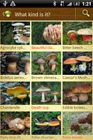 Mushroom - Mushtool ポスター