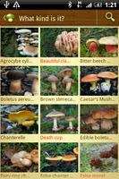Mushroom - Mushtool الملصق