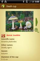 Mushroom - Mushtool تصوير الشاشة 3
