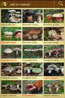 MushtoolPro - Grzyb plakat