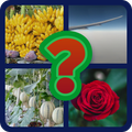 quiz picture 2020