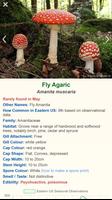 Shroomify - USA Mushroom ID پوسٹر