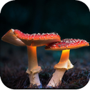 Mushroom Wallpaper HD APK