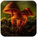 Mushroom Wallpaper APK