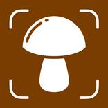 Mushroom Identifier