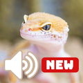 Suara Cicak HD
