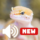 Suara Cicak HD 图标