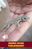 Suara Cicak HD 海报