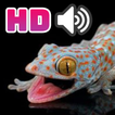 Suara Tokek HD