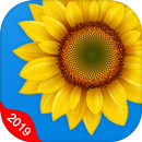 Gallery APK