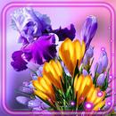 Crocuses n Irises APK