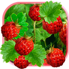 Berries Juicy Live Wallpaper icon
