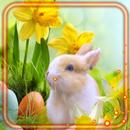 Easter Rabbits APK