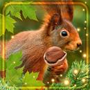 Forest Squirrel Live Wallpaper APK