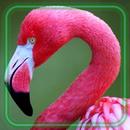 Flamingo Waterfall APK